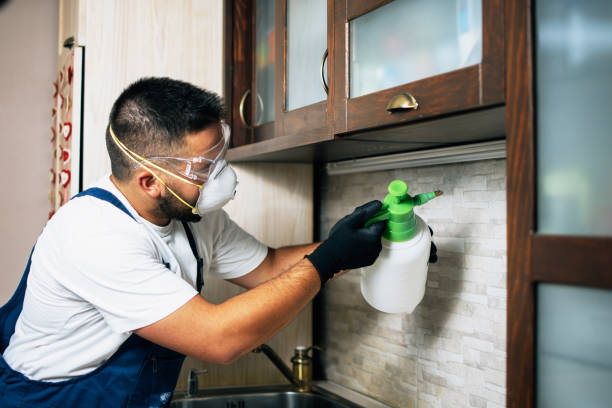 Best Local Pest Control Services  in Lemon Grove, CA