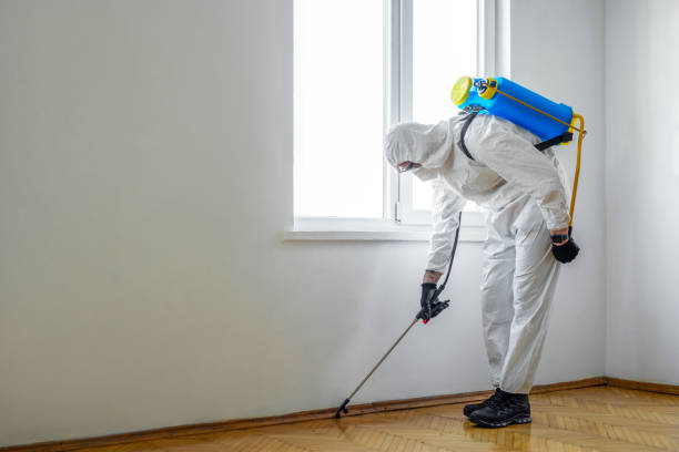 Best Flea Control Services  in Lemon Grove, CA