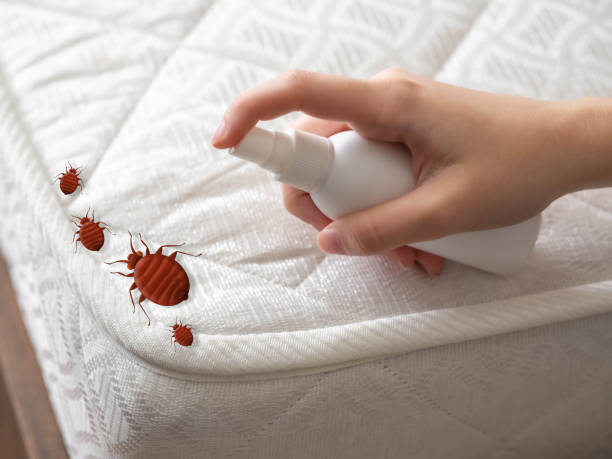 Best Pest Prevention Services  in Lemon Grove, CA