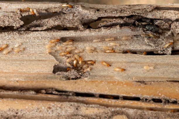 Best Best Pest Control Companies  in Lemon Grove, CA