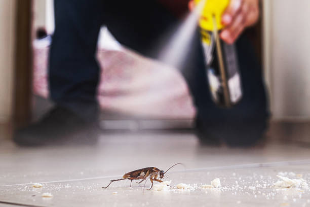 Best Ant Control Services  in Lemon Grove, CA