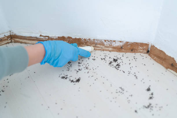 Best Pest Removal Services  in Lemon Grove, CA