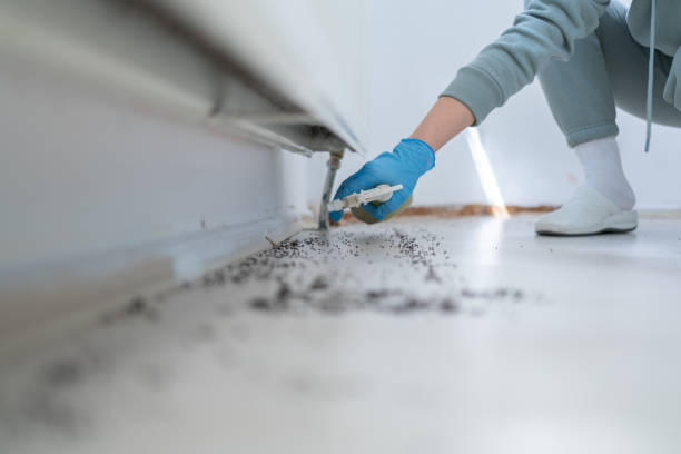 Best Pest Control for Homes  in Lemon Grove, CA