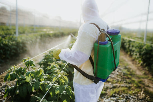 Best Pest Control Near Me  in Lemon Grove, CA